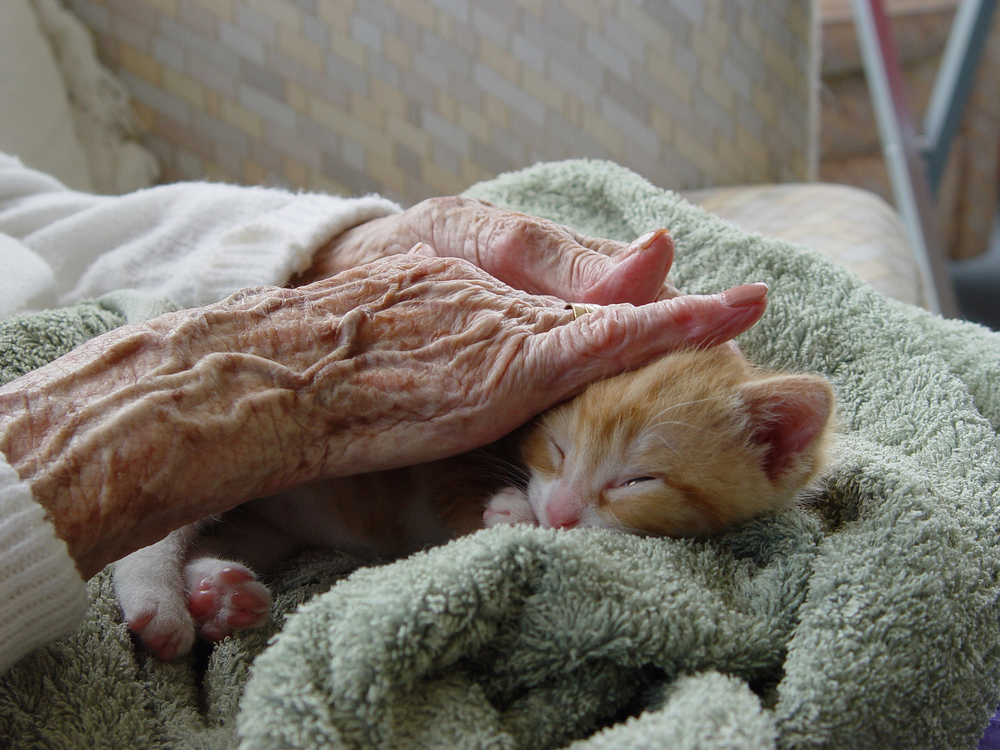 Palliative Care